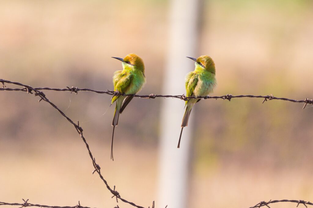 bird on the wire