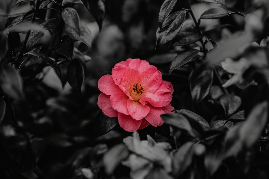 carmélia rosa a flor que ilumina o dia