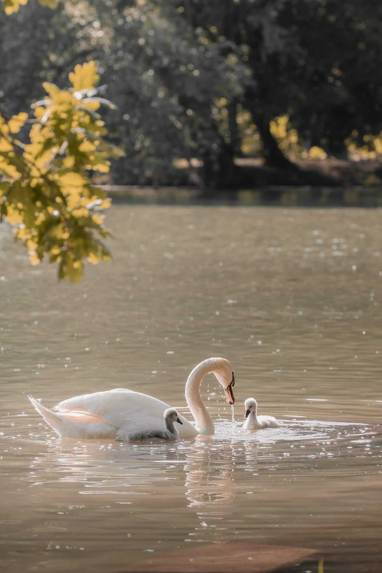 ahmetyuksek swan feeding 9758155 1920